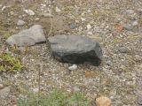 Day 3 - A rock that has no earthly business in a Maine hayfield Day 3 - A rock that has no earthly business in a Maine hayfield